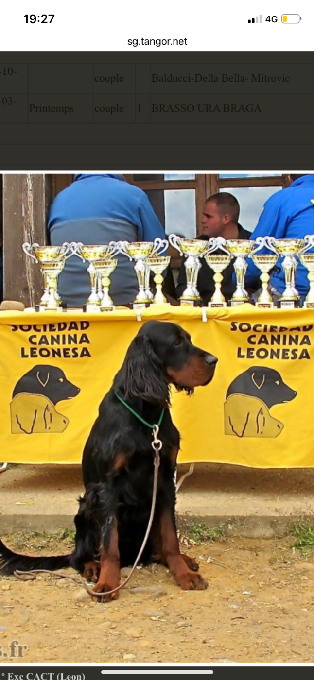 🐶 Le pedigree de mes chiots 🐶