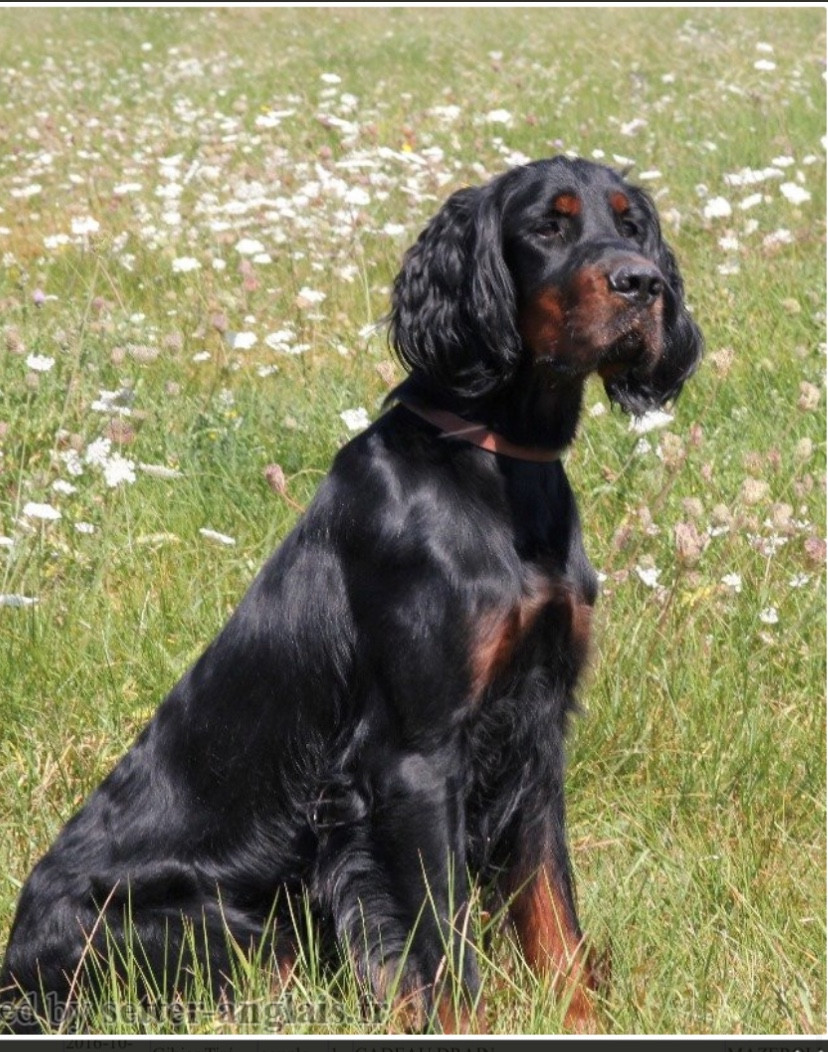 Le pedigree de Roscoff des Hauts de Taulisse