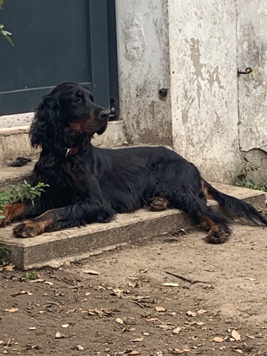 Faustine Genasi - Setter Gordon - Portée née le 14/09/2025