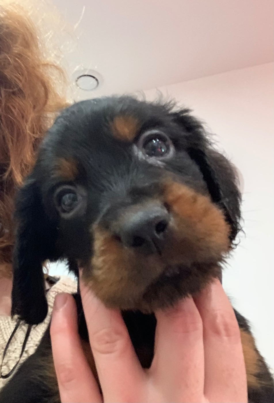 Faustine Genasi - Chiots disponibles - Setter Gordon