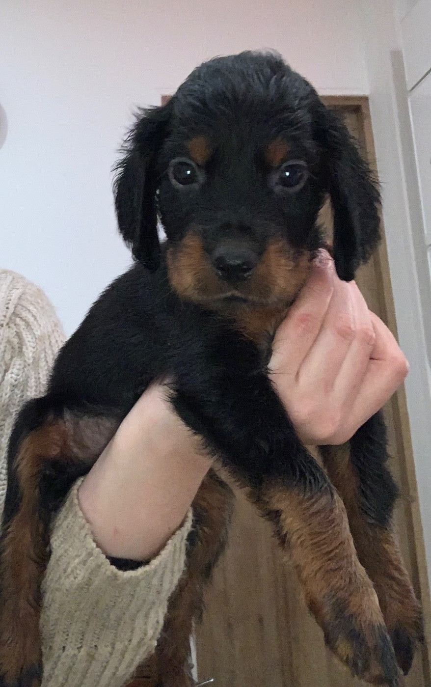 Faustine Genasi - Chiots disponibles - Setter Gordon