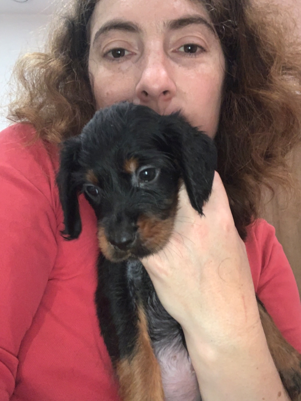 Faustine Genasi - Chiots disponibles - Setter Gordon