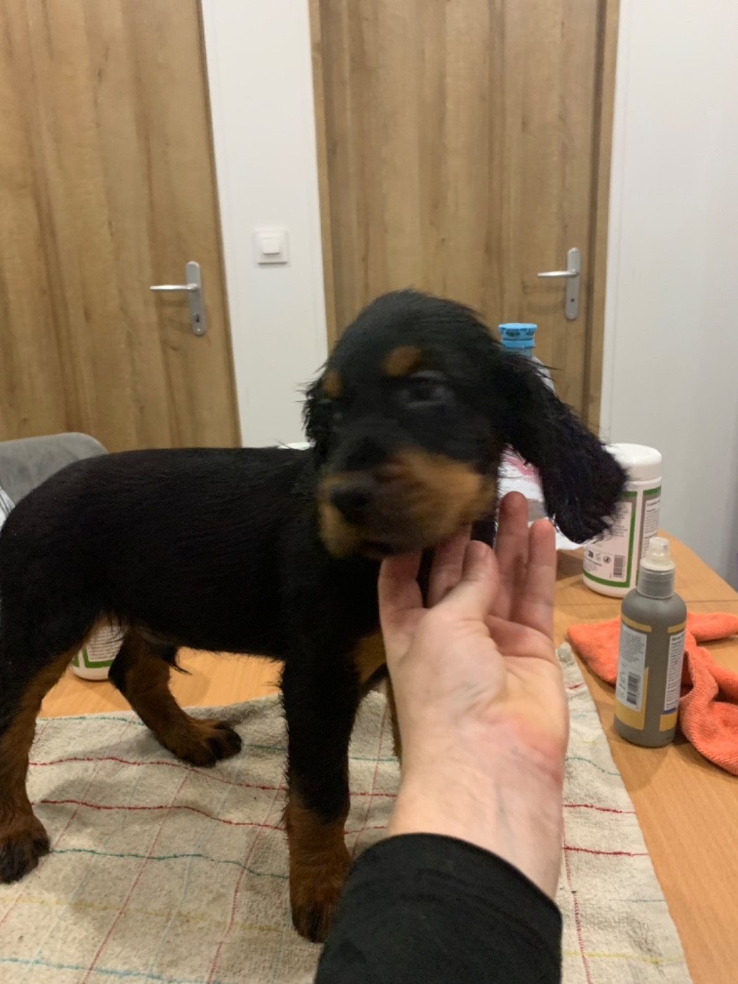 Faustine Genasi - Chiots disponibles - Setter Gordon