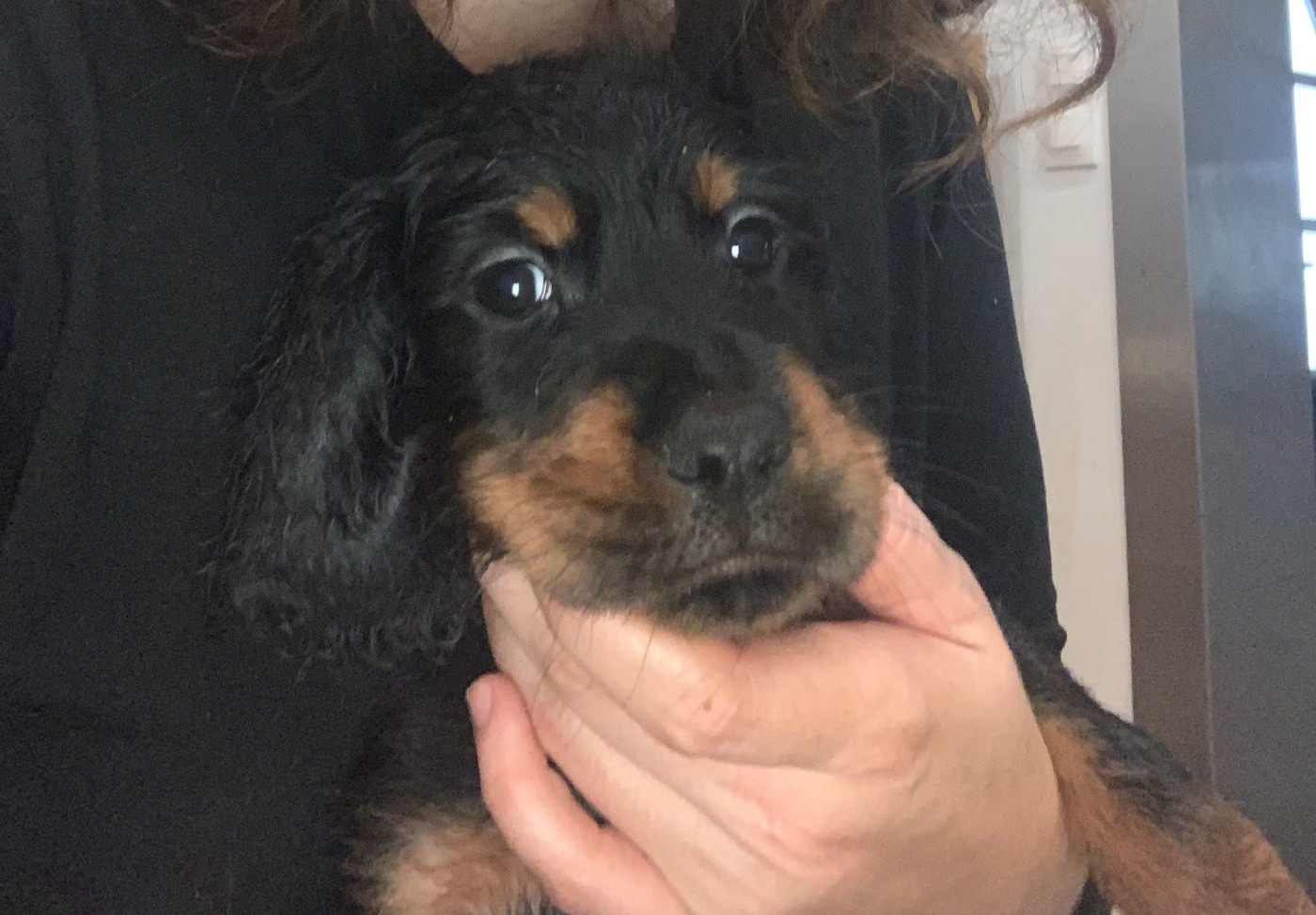 Faustine Genasi - Chiots disponibles - Setter Gordon